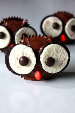 Chocolate Owl cupcakes