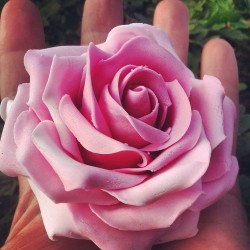 Pink sugarcraft rose