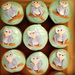 Cupcakes with Owl